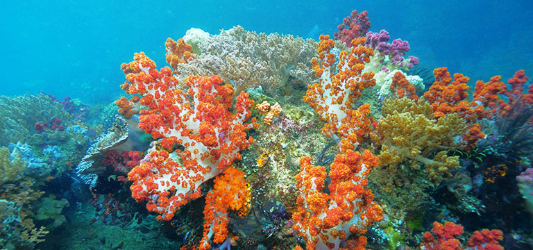 Ambon