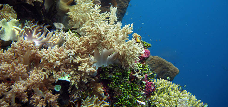 Wakatobi