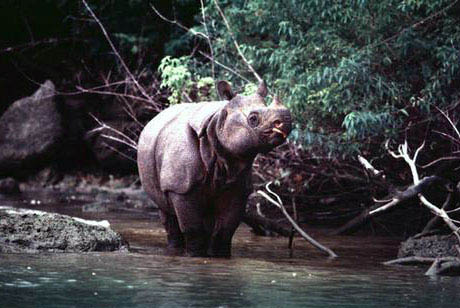 ujung-kulon-national-park