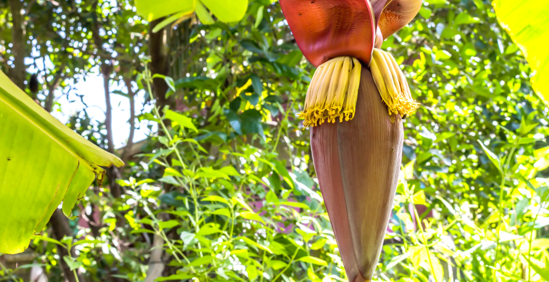 banana