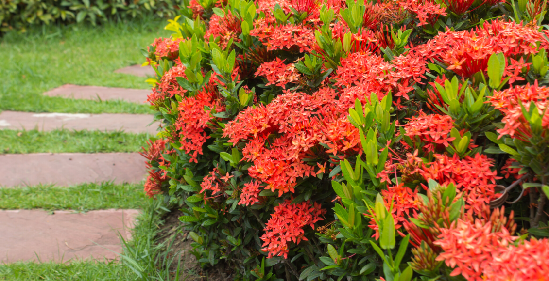 ixora