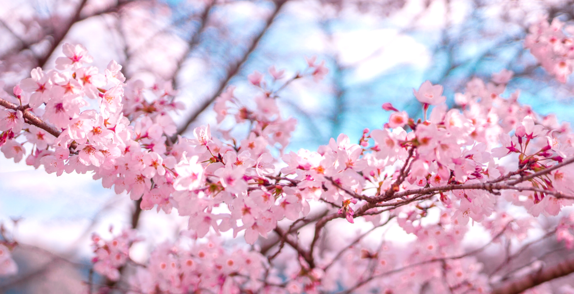 sakura