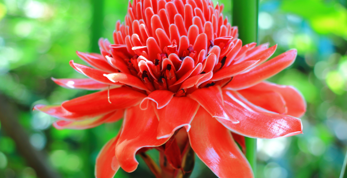 torch-ginger