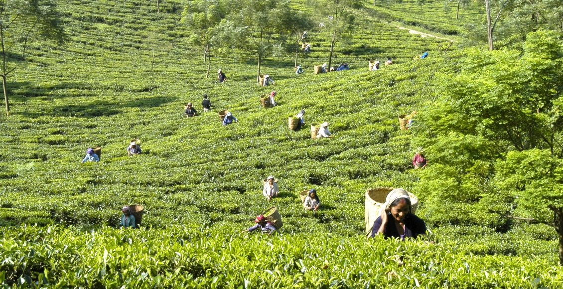 darjeeling