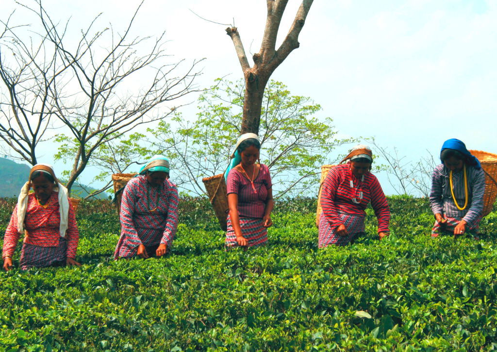 holiday 2023 darjeeling india