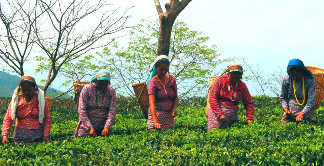 darjeeling2