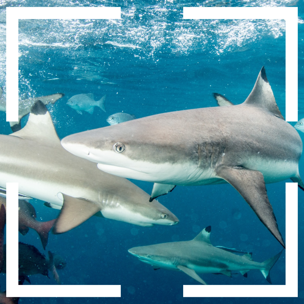 asia rare animals blacktip reef shark