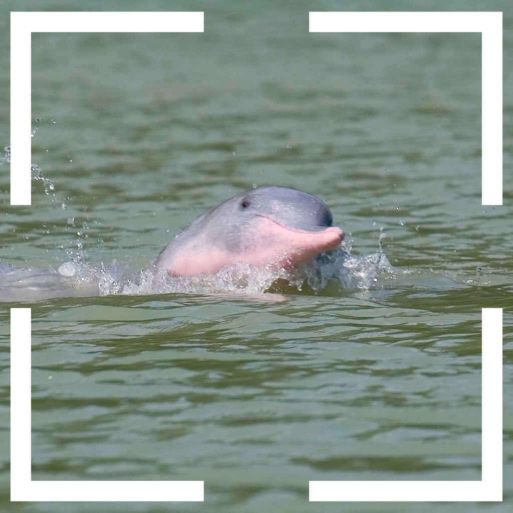 asia rare animals pink dolphin