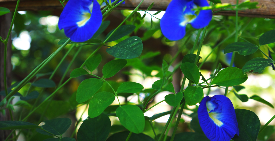 butterfly-pea