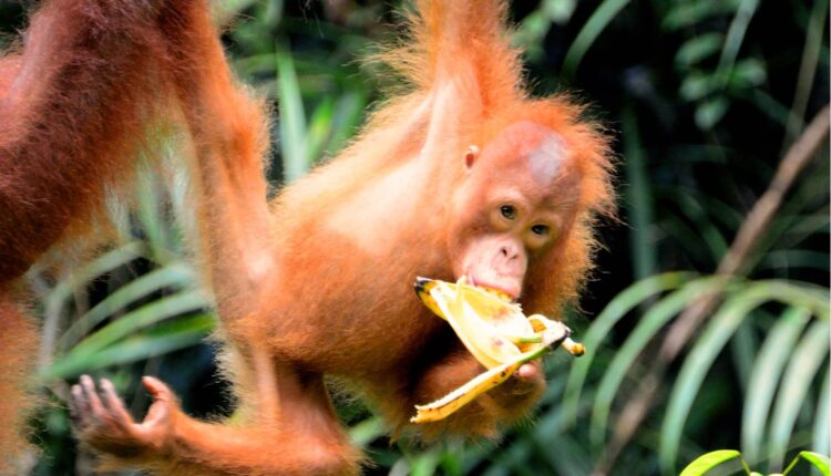 Sarawak - Borneo - Secret Retreats www.secret-retreats.com