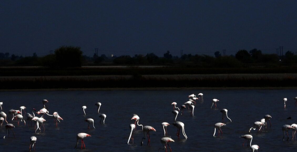 Flamingos
