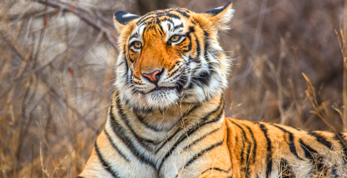 Ranthambore7