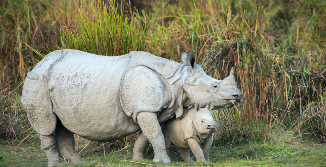 rhino