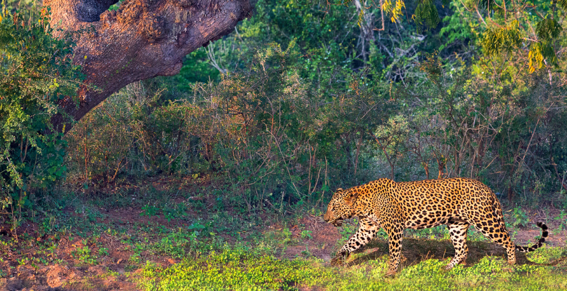 srilanka