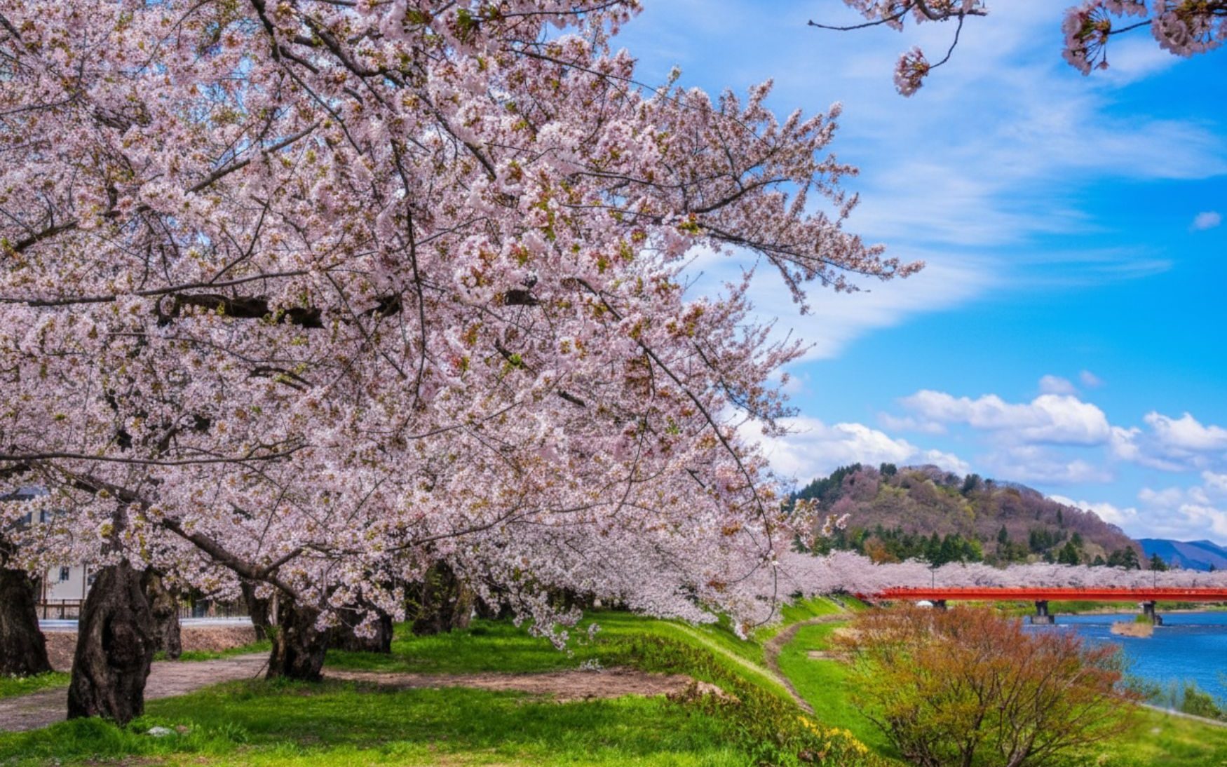 Akita holds the old soul of the country within its rustic, resilient, and serene character. Snow-covered villages, cedar forests, and steaming hot springs