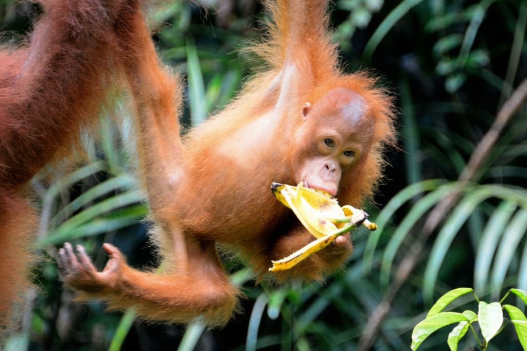 Malaysian Borneo, Sarawak unfolds in layers of rain, river, and ritual. 