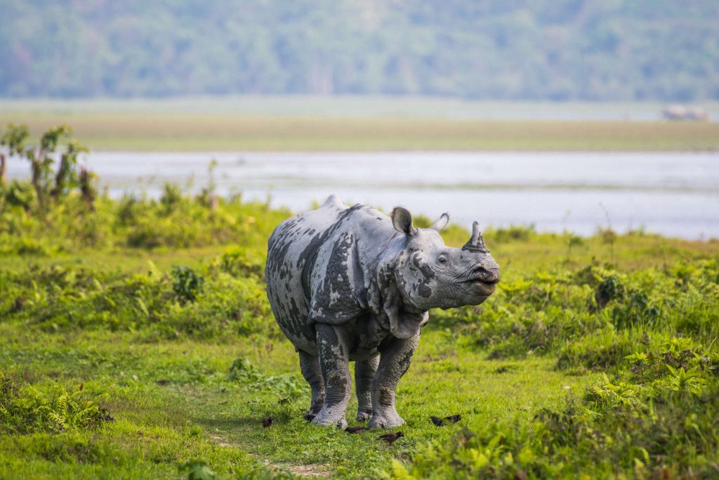 Assam, India — River of Myths and Morning Mist