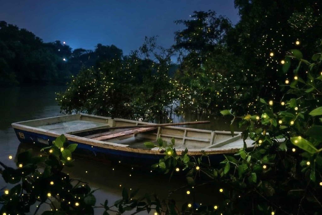 In the quiet rivers of Bohol, nightfall brings a gentle and natural spectacle. As evening falls, nature’s living lanterns, the fireflies, gather in the mangrove trees.