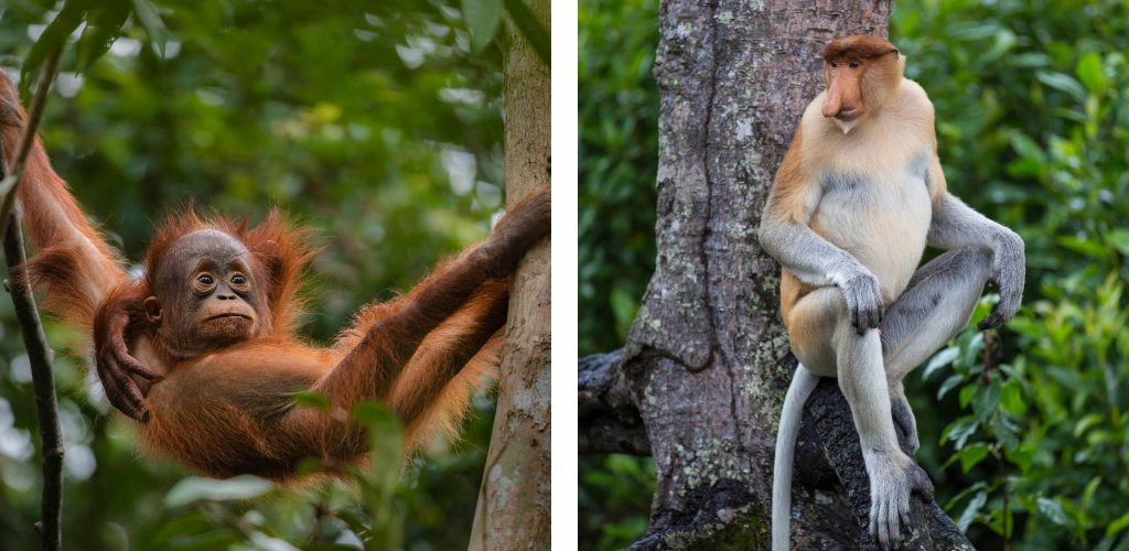 A glimpse into the wild heart of Borneo — from playful orangutans to the rare proboscis monkey, discover one of Asia’s richest rainforests and extraordinary wildlife journeys with Secret Retreats.