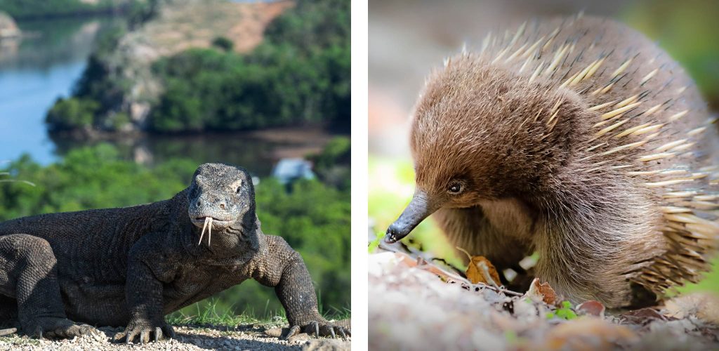 From the legendary Komodo dragon to the rare echidna of Papua, uncover Indonesia’s wildest islands and extraordinary wildlife adventures with Secret Retreats.