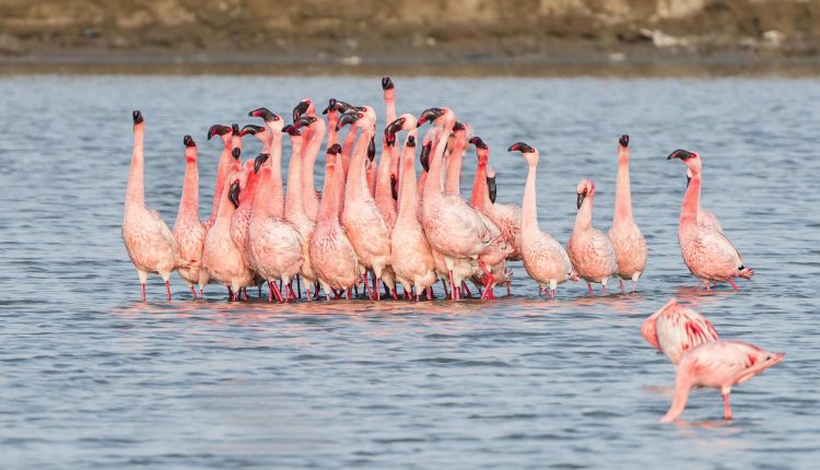 The flamingoes of Gujarat, a destination of Secret Retreats
