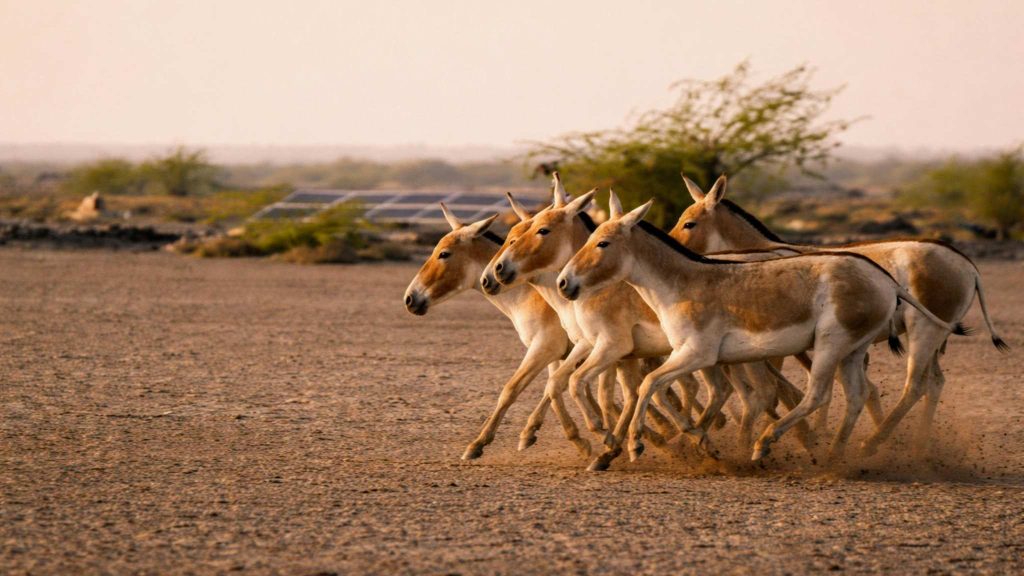 Wild asses, donkeys - Gujarat, destination of Secret Retreats