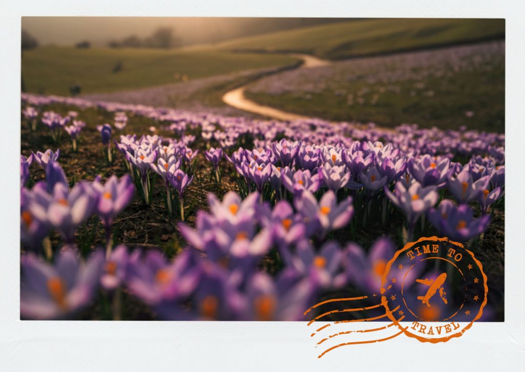 Purple flowers, red saffron, golden autumn leaves, and snow-capped mountains create a palette so striking it feels almost imagined.