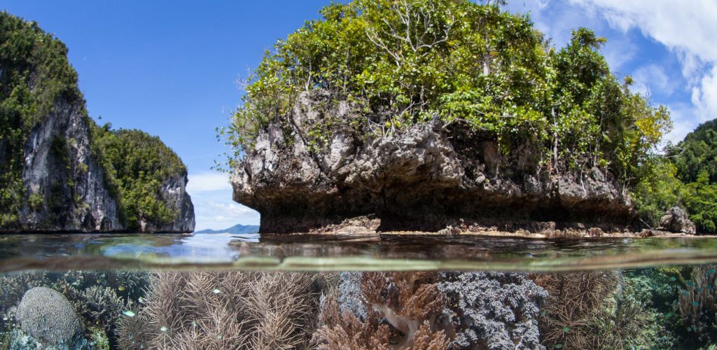 cuba diving in Raja Ampat Indonesia