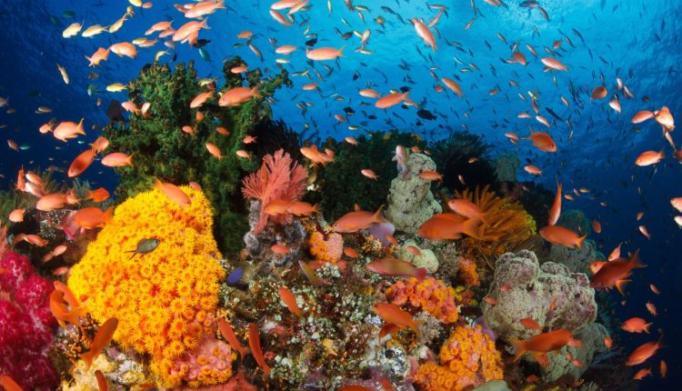 Raja Ampat marine life