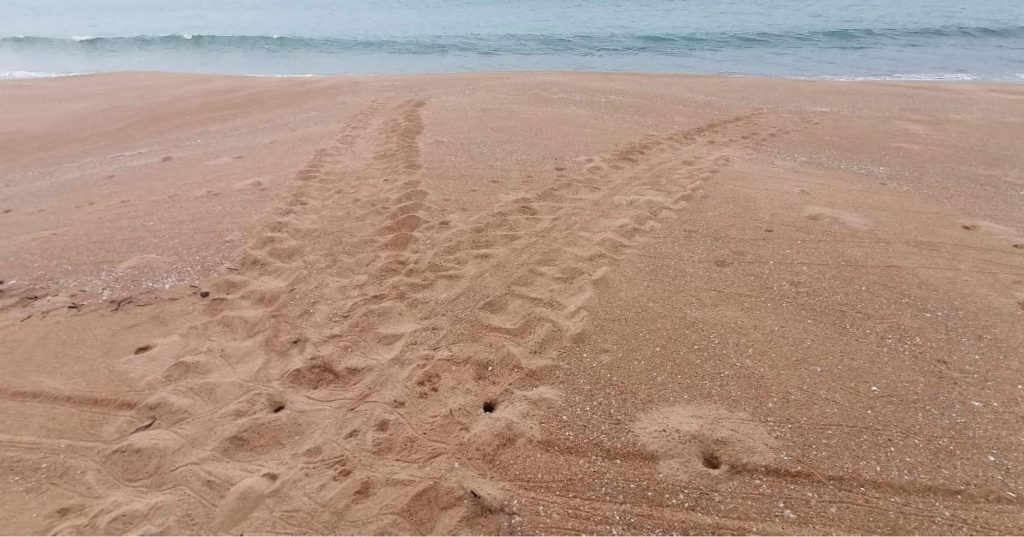 Koh Phra Thong beach and sea turtle nesting habitat Thailand