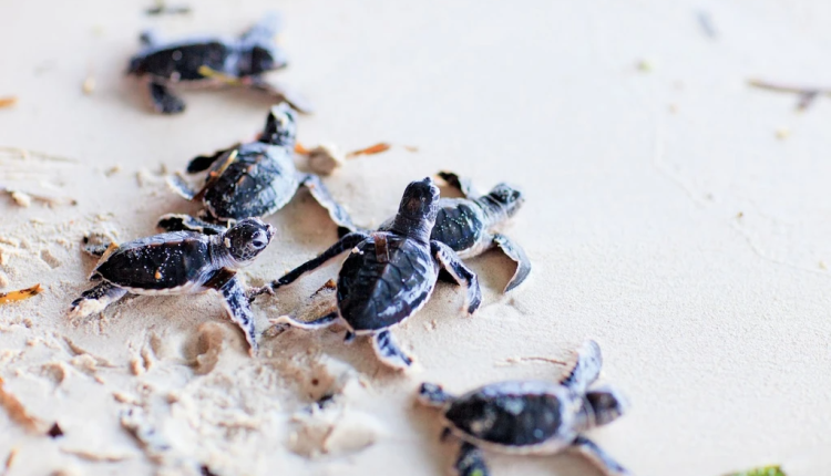 Sea turtle hatchling making its way to the sea in Asia
