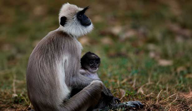 Monkey Indonesia
