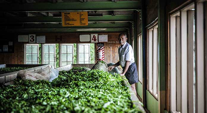 Madulkelle Tea and Eco Lodge highlight