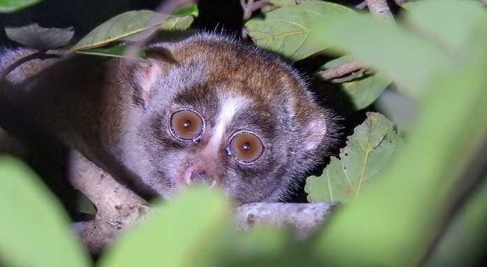 Satwa Sumatra Ecolodge highlight