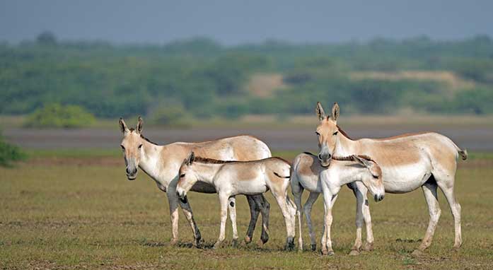 Rann Riders highlight