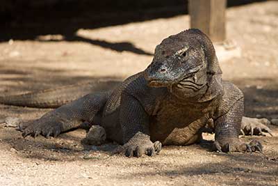Komodo Dragon